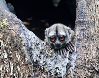 Owl monkey sitting in a tree